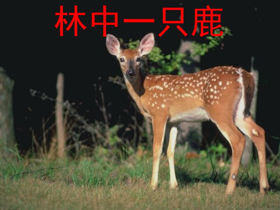 幼儿园儿歌《数一数》PPT课件儿歌《数一数》.ppt_第3页