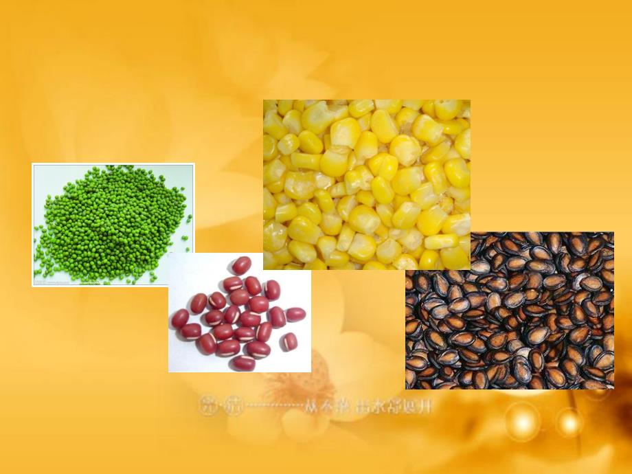 大班教学课件《种子贴画》PPT课件教案幼儿园大班教学课件ppt—种子贴画.ppt_第2页