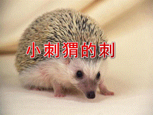 幼儿园故事《小刺猬的刺》PPT课件教案小刺猬的刺.ppt