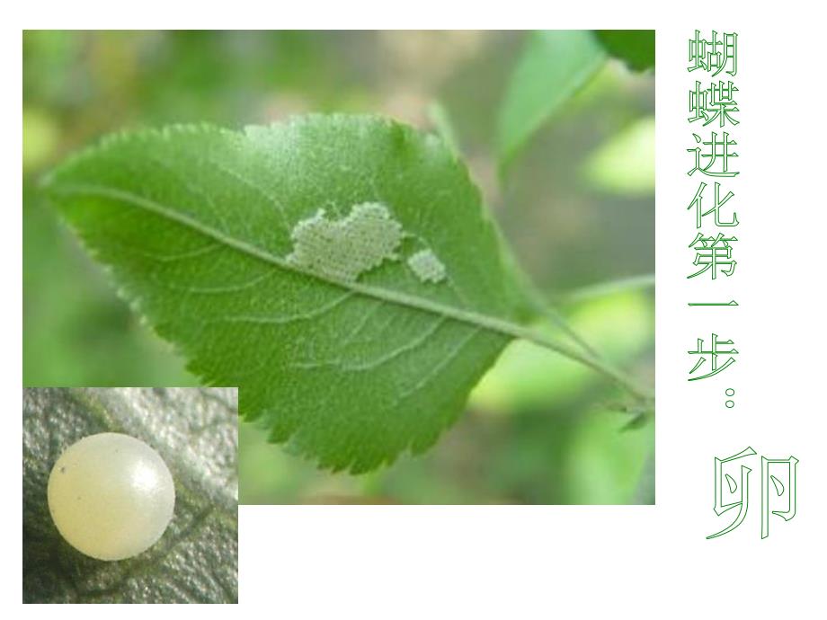 大班科学公开课《好朋友》PPT课件教案PPT课件.ppt_第2页