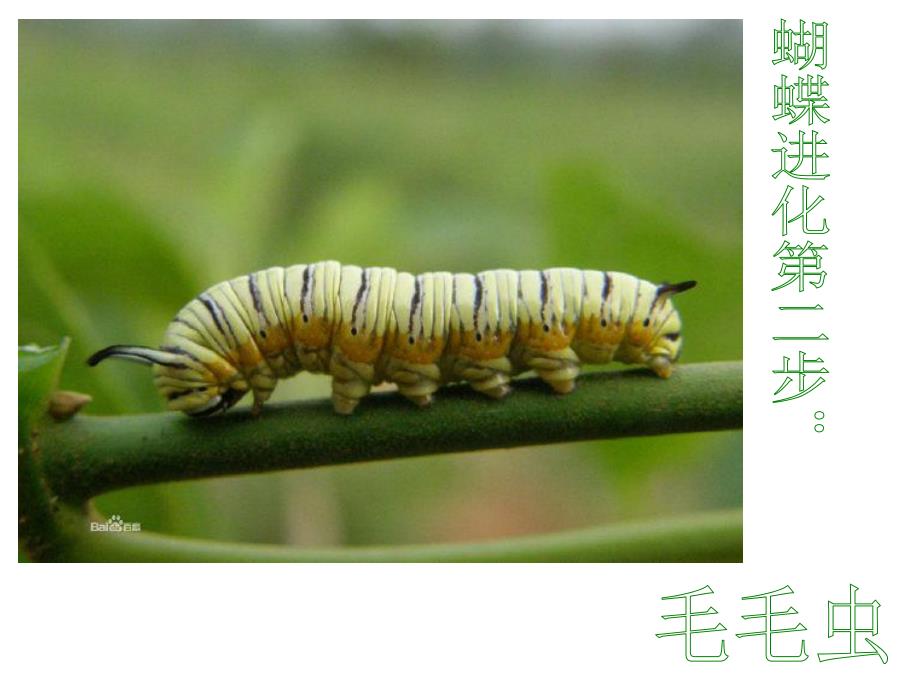 大班科学公开课《好朋友》PPT课件教案PPT课件.ppt_第3页