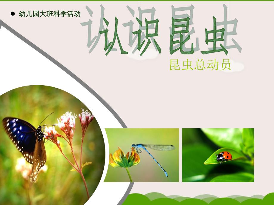 大班科学《认识昆虫》PPT课件教案幼儿园大班科学活动——认识昆虫.ppt_第1页