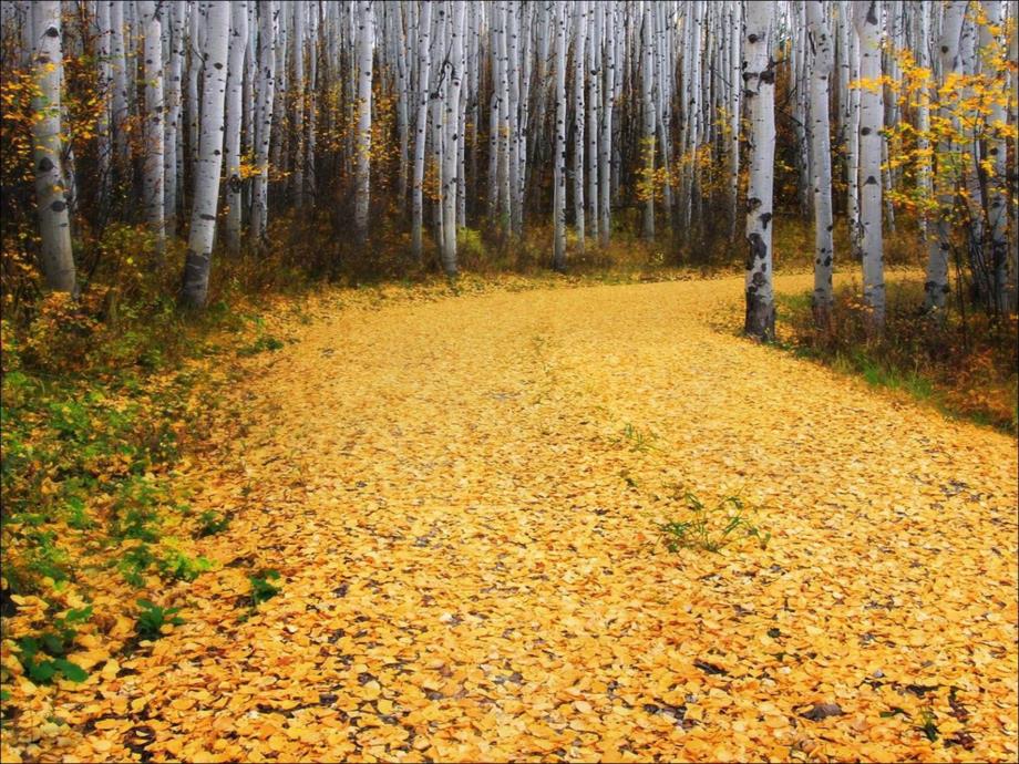 大班美术《正在落叶的树》PPT课件教案正在落叶的树1.pptx_第3页