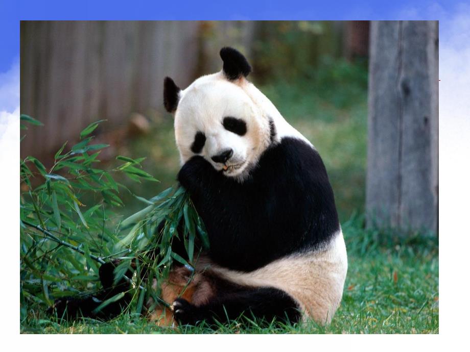 幼儿园《可爱的大熊猫》PPT课件教案1366767292.ppt_第3页