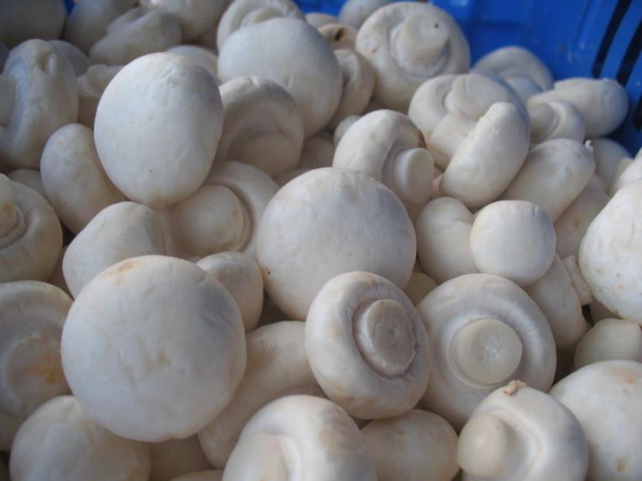 大班健康《好吃的蘑菇》PPT课件教案PPT课件.pptx_第3页