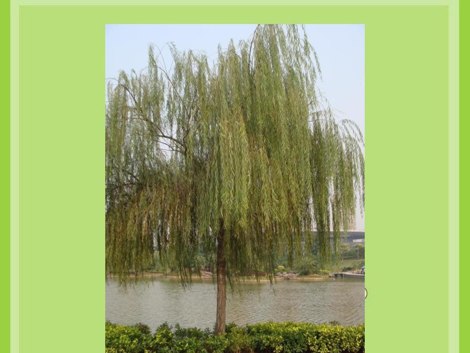 幼儿园美术活动《柳树姑娘》PPT课件美术活动：柳树姑娘.ppt_第3页