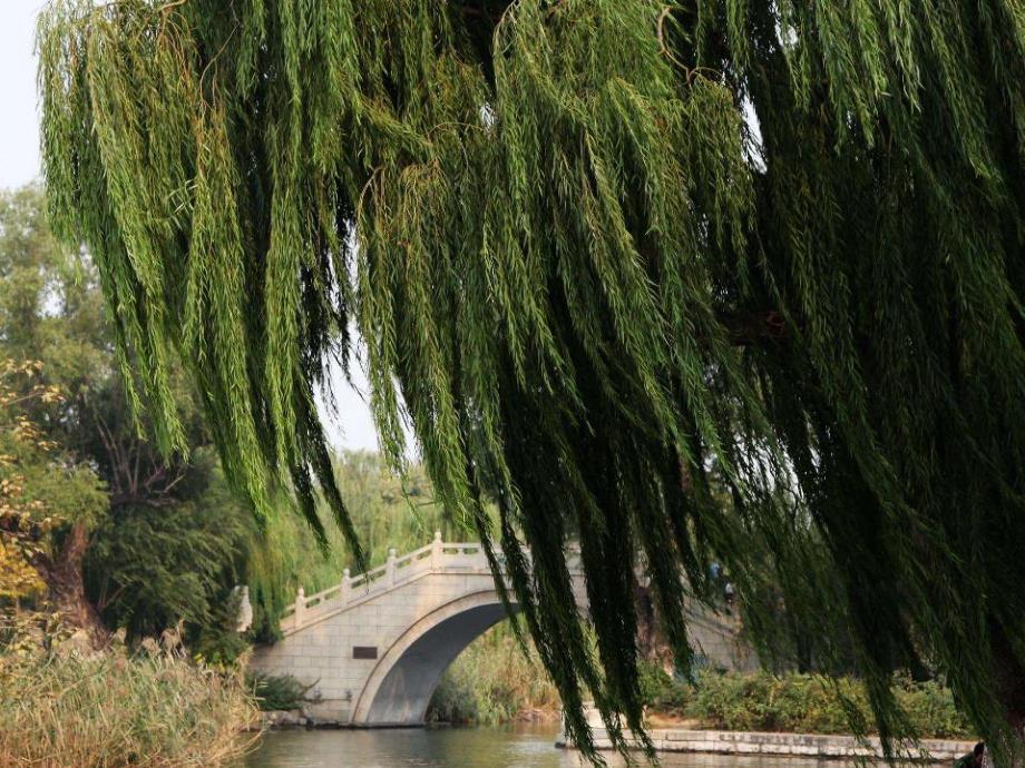 小班科学《柳树姑娘辫子长》PPT课件教案PPT课件.ppt_第3页