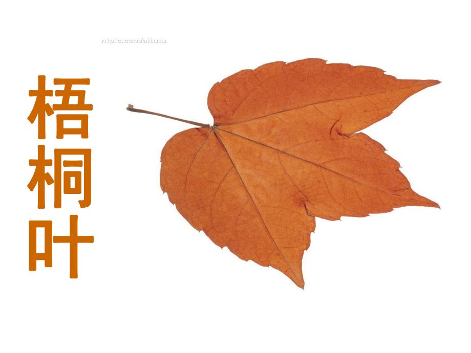 小班美术《多彩的树叶》PPT课件教案多彩的树叶(1).ppt_第3页