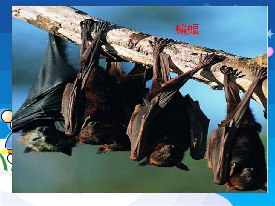 中班语言活动《动物睡觉》PPT课件教案小动物睡觉PPT.pptx_第2页