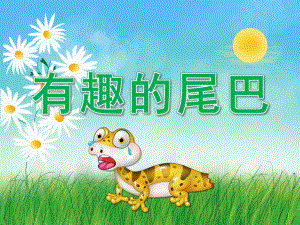 中班科学《有趣的尾巴》PPT课件教案视频PPT课件.pptx