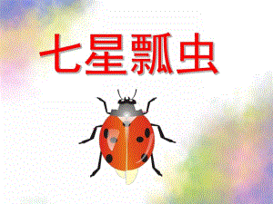 中班科学《七星瓢虫》PPT课件教案中班科学PPT-七星瓢虫.pptx