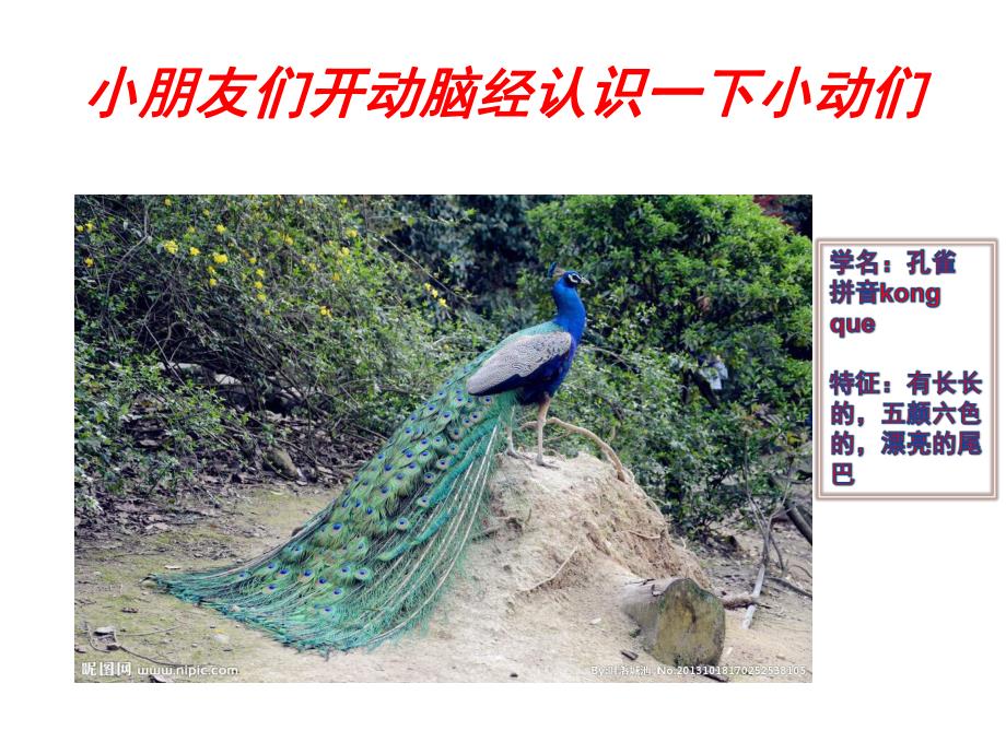 中班《可爱的小动物们》PPT课件教案PPT课件.pptx_第3页