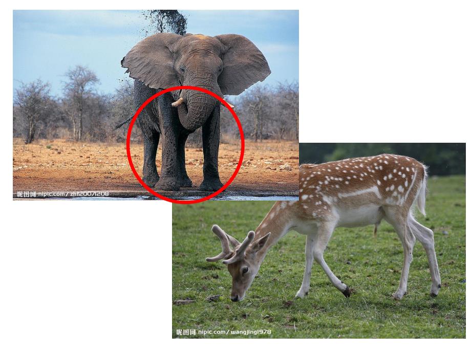 中班数学《比一比说一说》PPT课件教案PPT课件.pptx_第3页