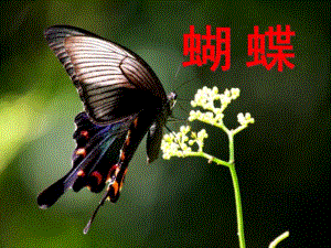 小班科学《美丽的蝴蝶》PPT课件教案小班科学-美丽的蝴蝶.pptx