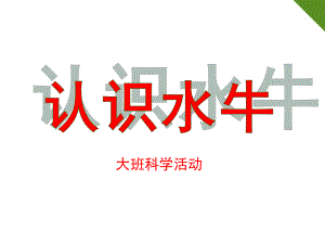 大班科学《认识水牛》PPT课件大班科学《认识水牛》.pptx