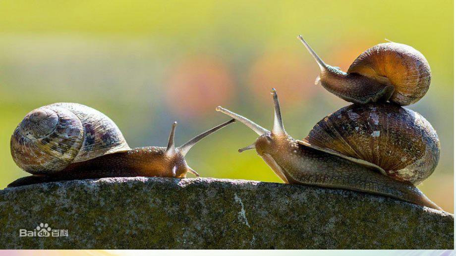 小班科学《蜗牛蚂蚁》PPT课件蜗牛蚂蚁.ppt_第2页