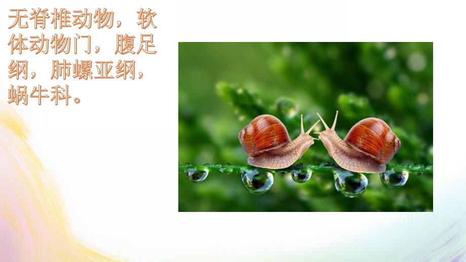 小班科学《蜗牛蚂蚁》PPT课件蜗牛蚂蚁.ppt_第3页