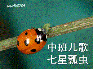 中班儿歌《七星瓢虫》PPT课件中班-儿歌：七星瓢虫.pptx