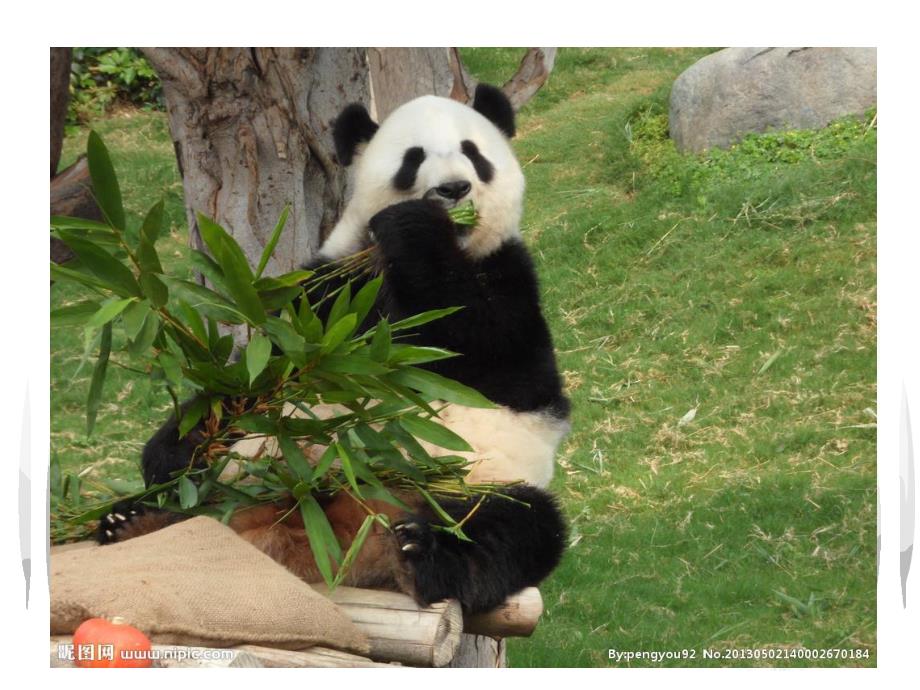 小班绘画《大熊猫》PPT课件教案小班少儿绘画大熊猫.ppt_第2页