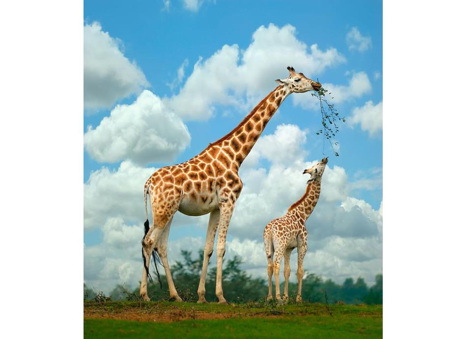 大班美术《瘦瘦长长的朋友》PPT课件教案PPT课件.pptx_第3页