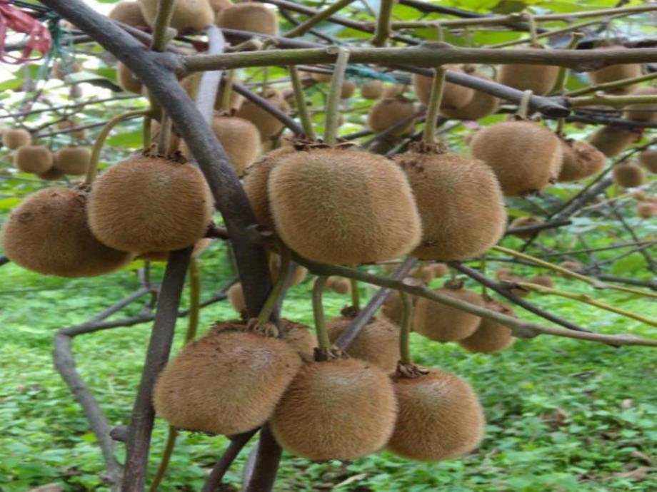 小班语言《天的果园》PPT课件教案天的果园.ppt_第2页