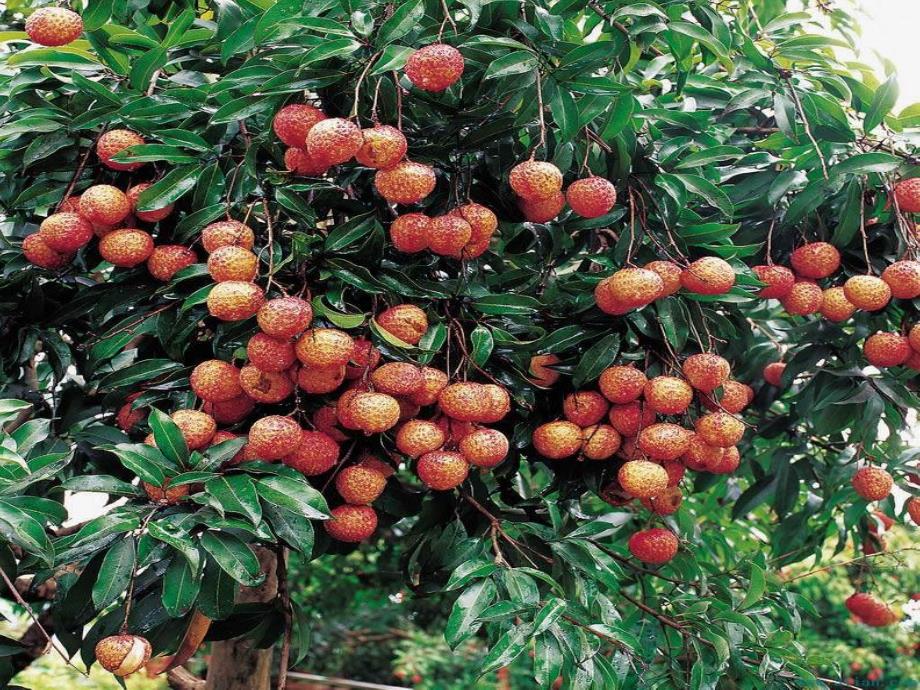 小班语言《天的果园》PPT课件教案天的果园.ppt_第3页