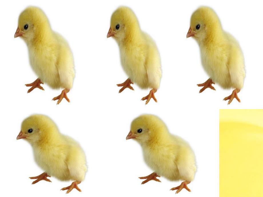 小班数学《5以内点数》PPT课件教案蒙氏数学5以内点数.pptx_第2页