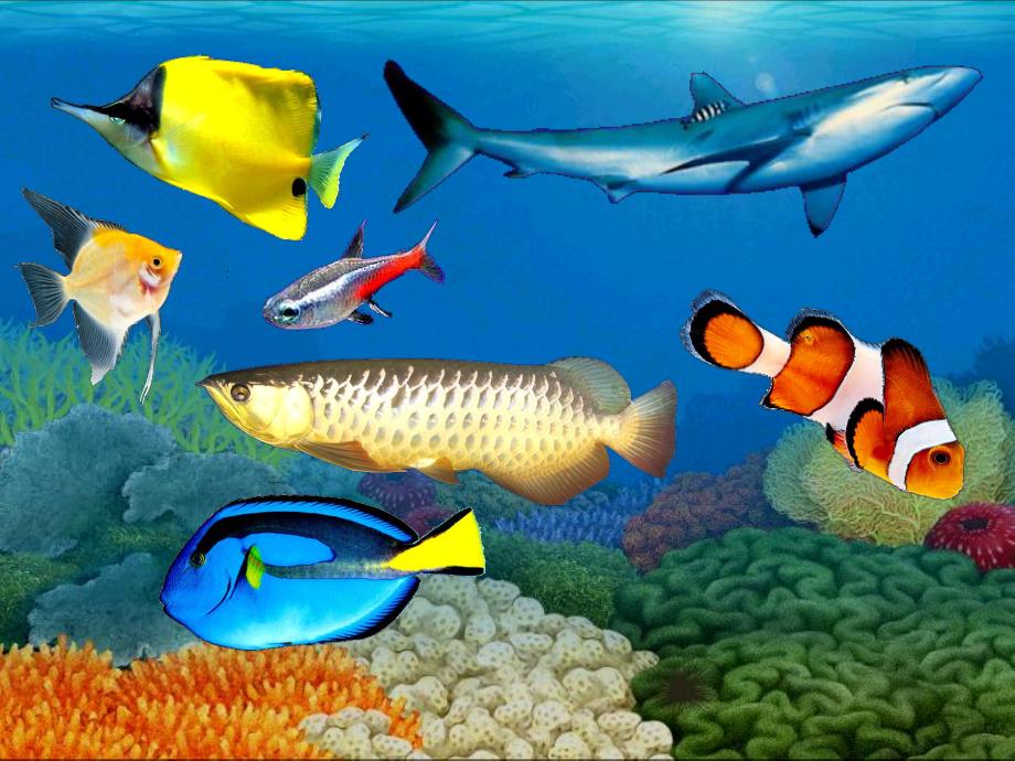 大班美术《美丽的热带鱼》PPT课件教案PPT课件.pptx_第3页