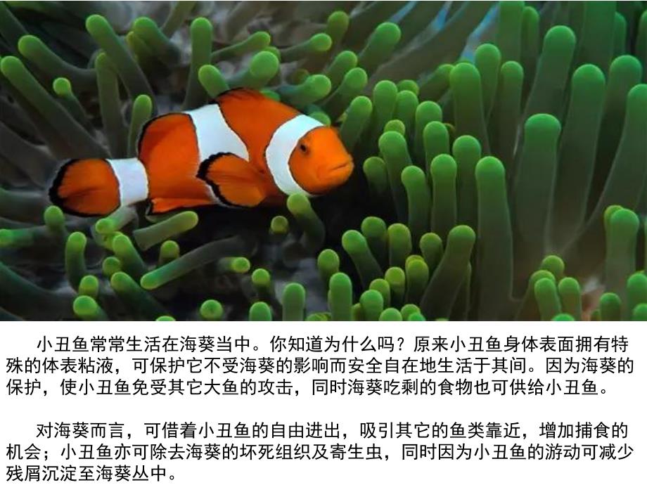 大班社会《小丑鱼》PPT课件小丑鱼.pptx_第2页