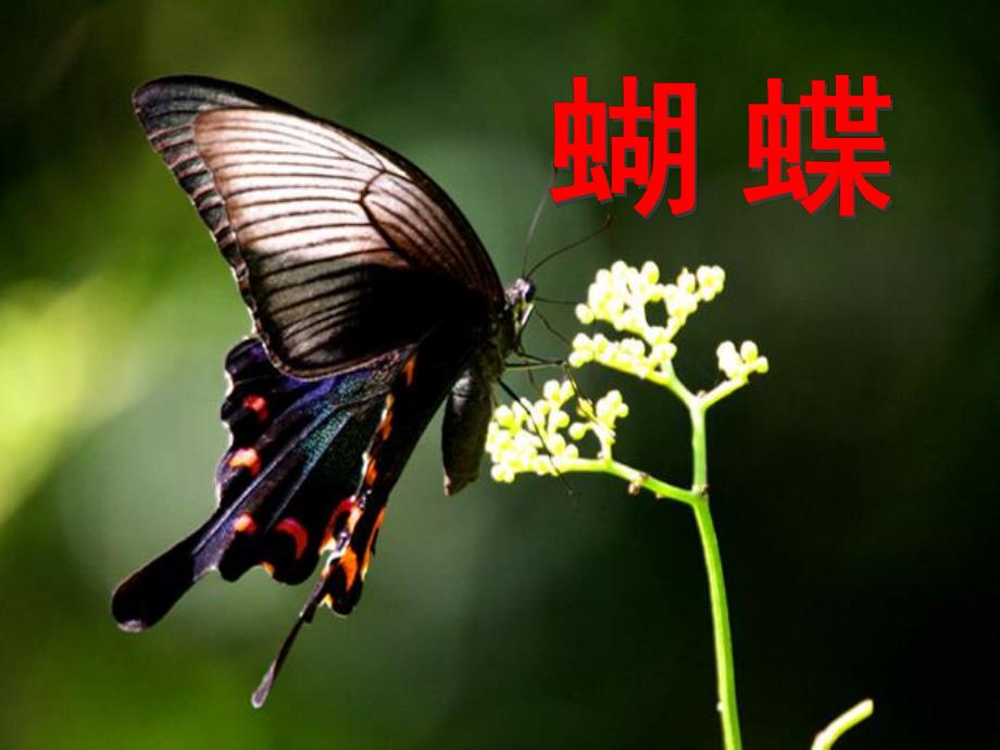 小班科学《美丽的蝴蝶》PPT课件教案小班科学-美丽的蝴蝶.ppt_第1页