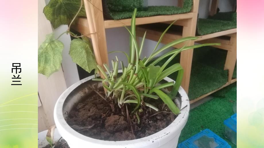 大班语言《幼儿园的植物》PPT课件大班语言：幼儿园的植物.pptx_第2页