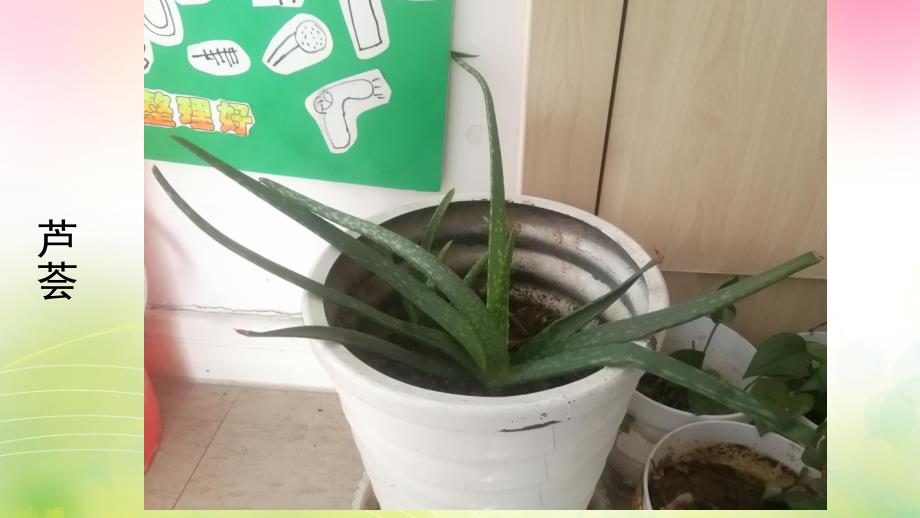 大班语言《幼儿园的植物》PPT课件大班语言：幼儿园的植物.pptx_第3页