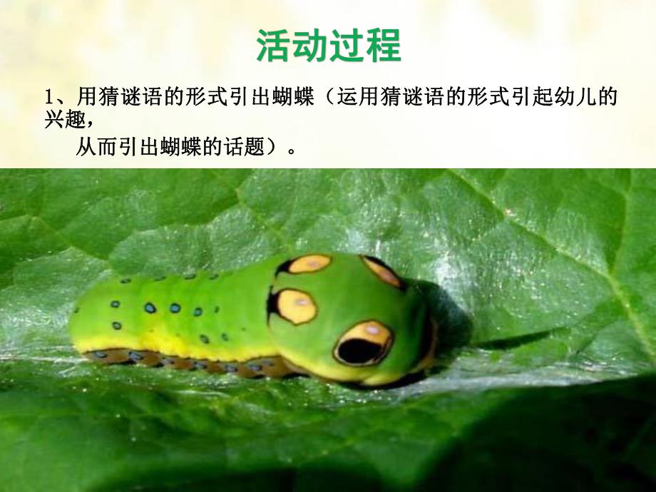 幼儿园《毛毛虫变蝴蝶》PPT课件教案毛毛虫变蝴蝶(1).ppt_第3页