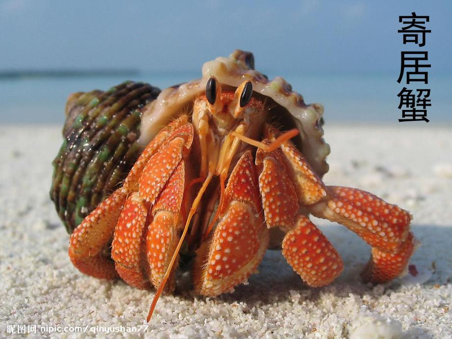 幼儿园《画螃蟹》PPT课件教案画螃蟹课件.ppt_第3页