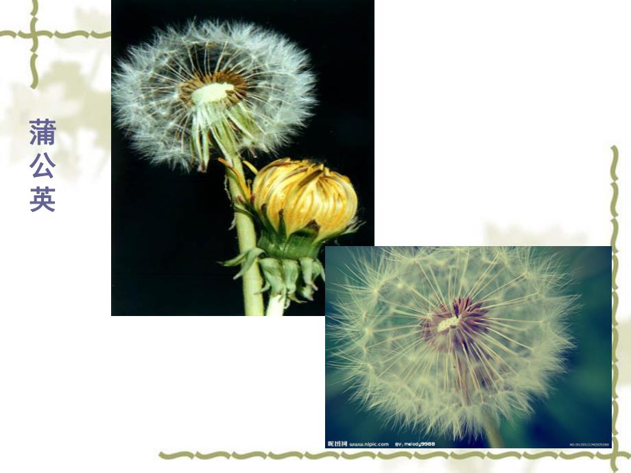 大班科学《种子大聚会》PPT课件教案大班科学种子的聚会.pptx_第3页