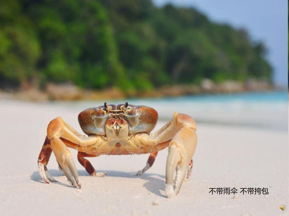 幼儿园动物儿歌《螃蟹》PPT课件配音音乐PPT课件.ppt_第3页