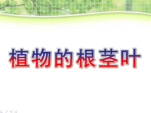 大班科学《植物的根茎叶》PPT课件教案d667ccee09a1284ac850ad02de80d4d8d15a0188.pptx