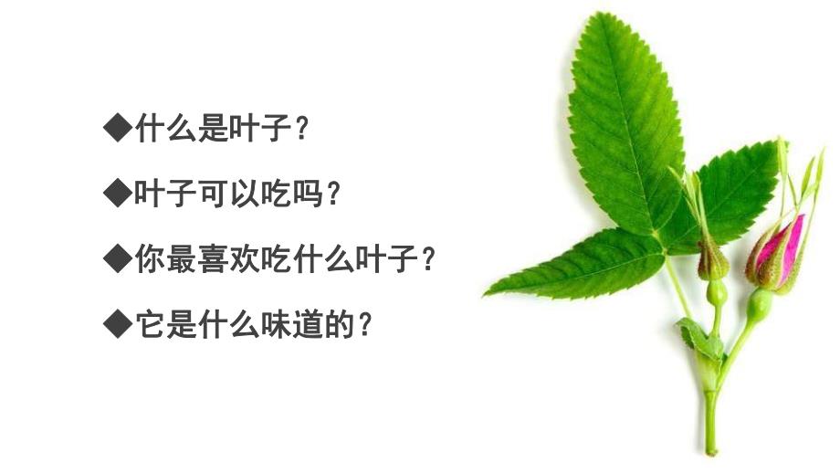 中班主题《好吃的叶子》PPT课件教案好吃的叶子.pptx_第2页