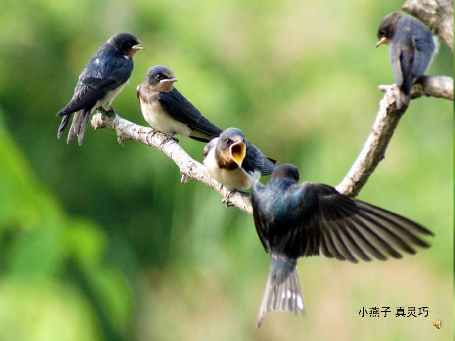幼儿园动物儿歌《小燕子》PPT课件教案配音音乐PPT课件.ppt_第3页
