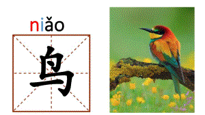 幼儿园学前班识字鸟鱼虫PPT课件学前班识字ppt--鸟虫鱼.ppt