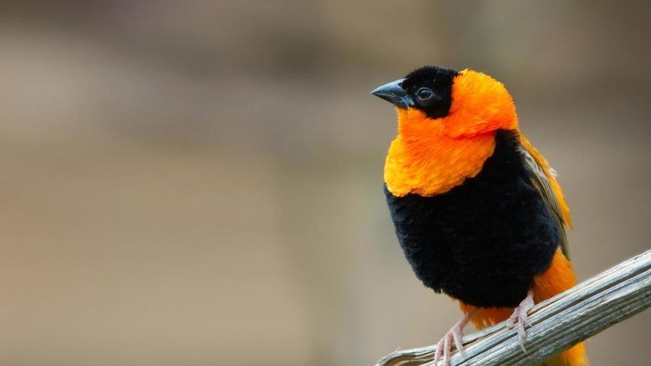 幼儿园学前班识字鸟鱼虫PPT课件学前班识字ppt--鸟虫鱼.ppt_第2页