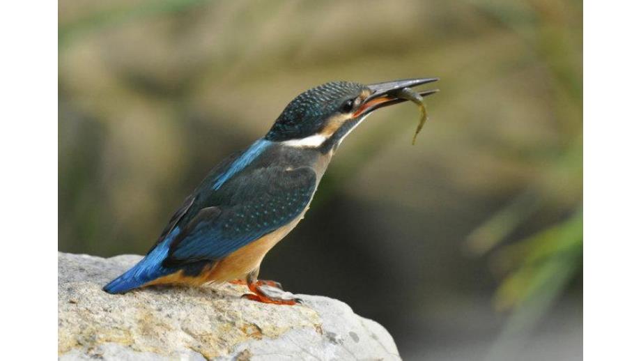 幼儿园学前班识字鸟鱼虫PPT课件学前班识字ppt--鸟虫鱼.ppt_第3页