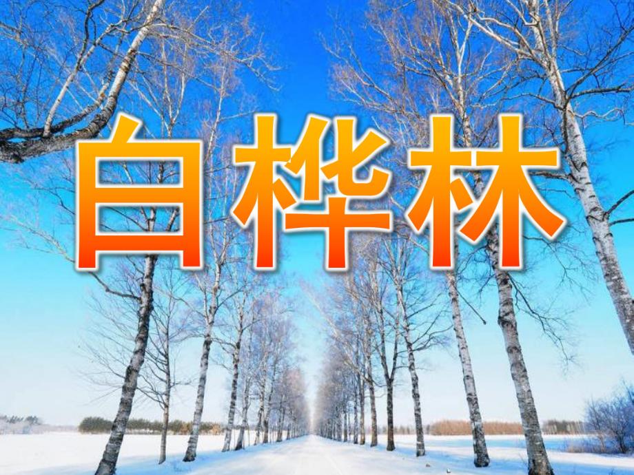 少儿美术《白桦林》PPT课件教案PPT课件.ppt_第1页