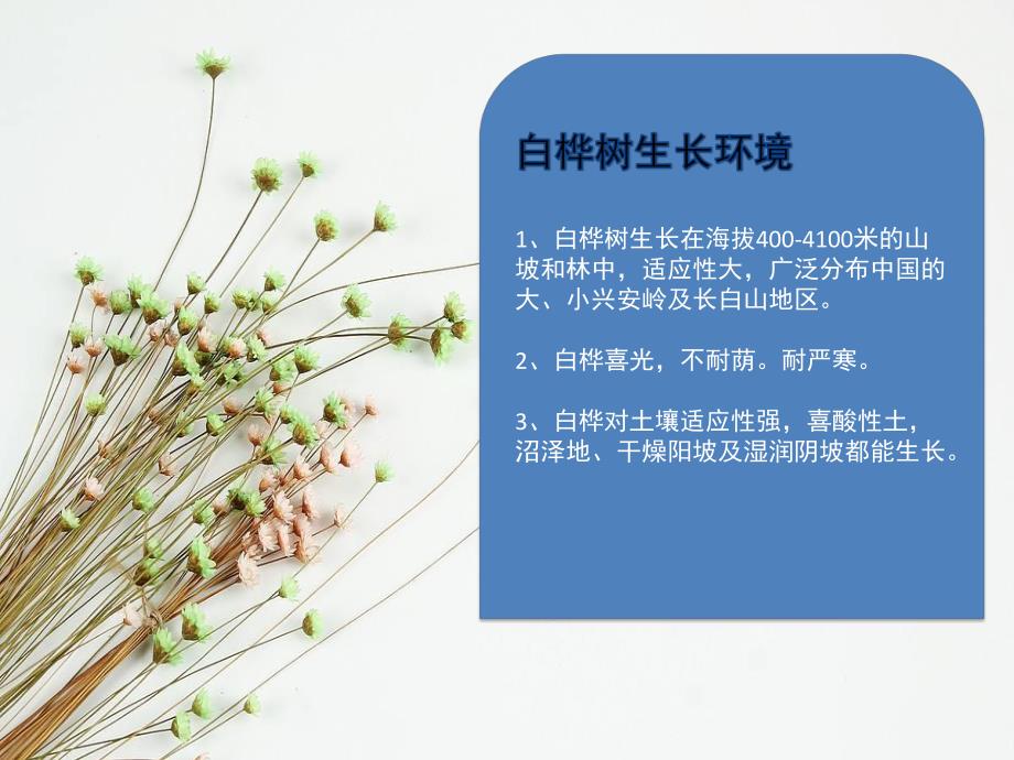 少儿美术《白桦林》PPT课件教案PPT课件.ppt_第3页