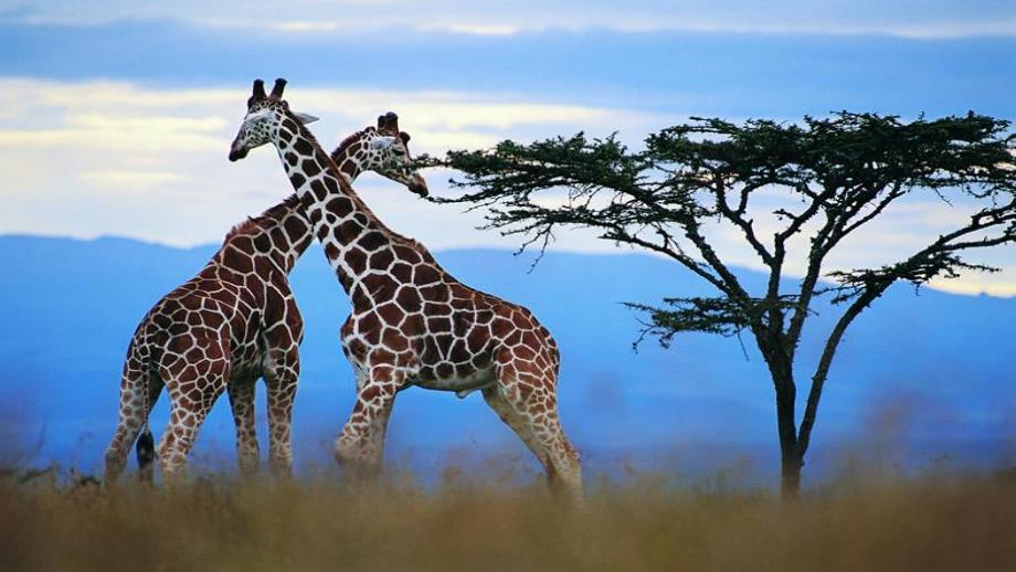 小班安全《走进动物园》PPT课件小班走进动物园课件.pptx_第2页