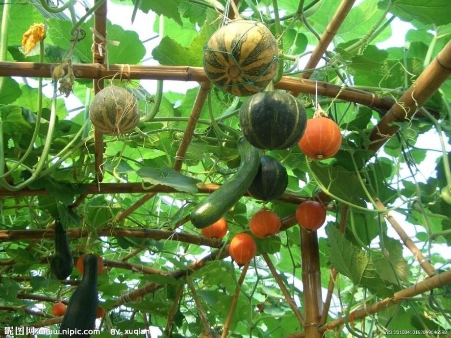 中班科学《一篮蔬菜》PPT课件教案中班科学:一篮蔬菜.pptx_第3页