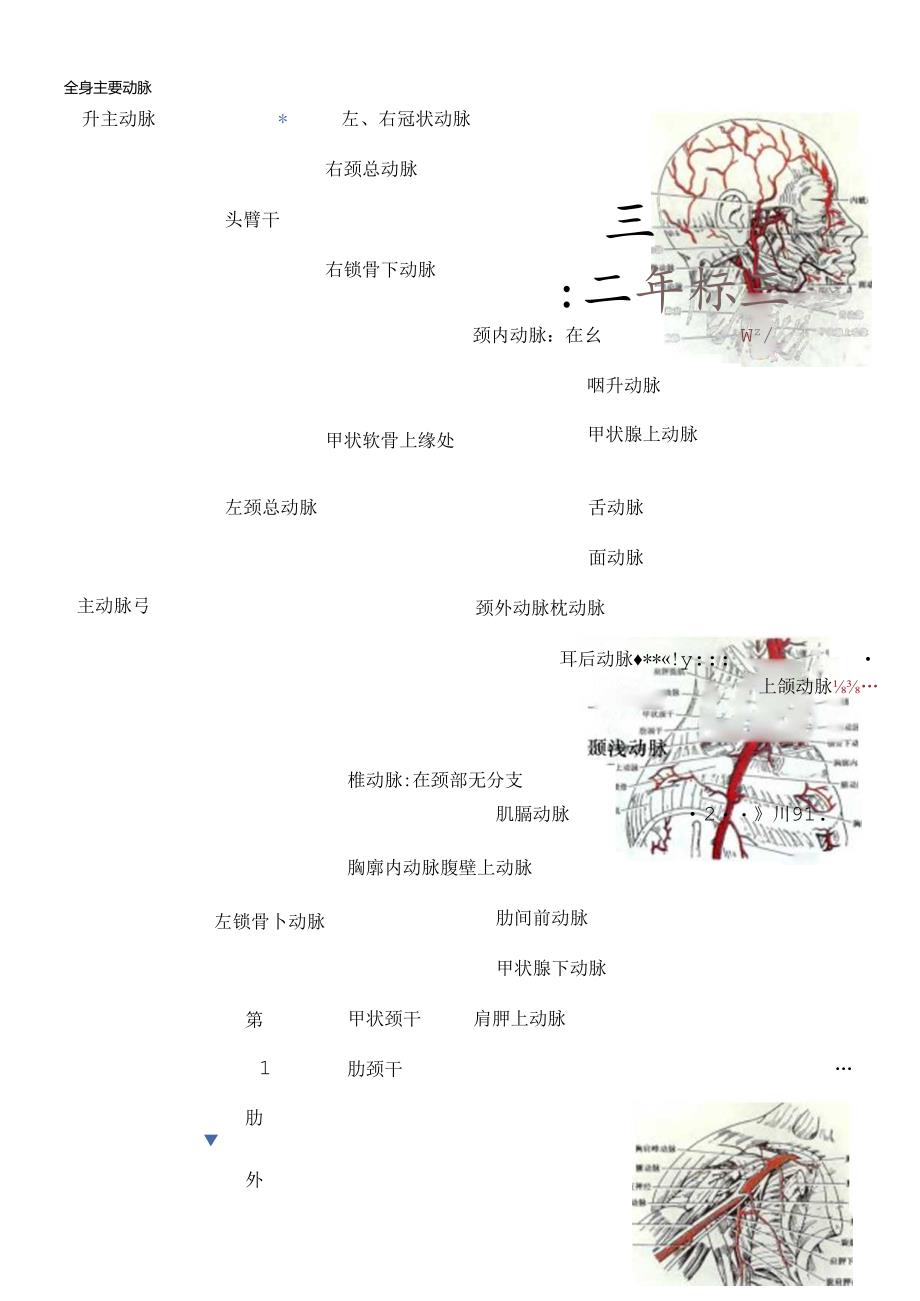 全身主要动脉分布及解剖图片[1].docx_第1页