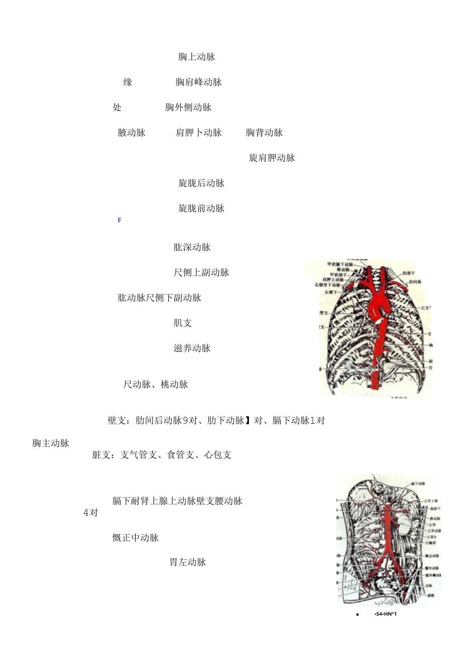 全身主要动脉分布及解剖图片[1].docx_第2页