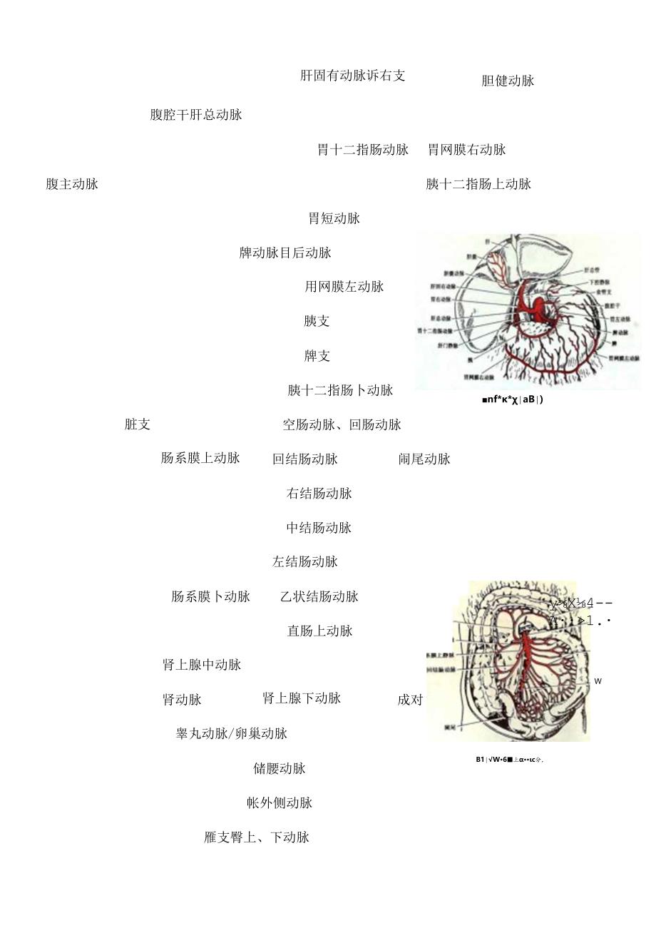 全身主要动脉分布及解剖图片[1].docx_第3页
