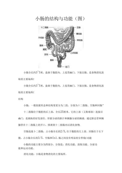 小肠的结构与功能图.docx